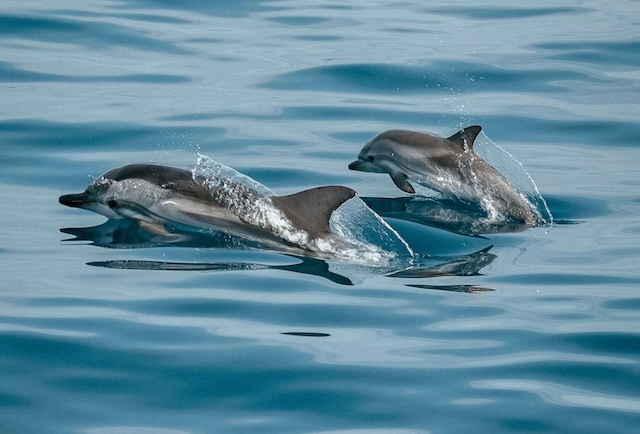 Dauphins blanc et bleu